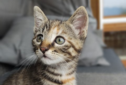 Junges Kätzchen Geany