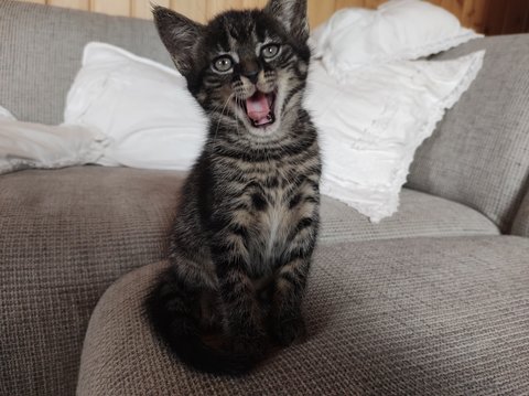 Junges Kätzchen Luna